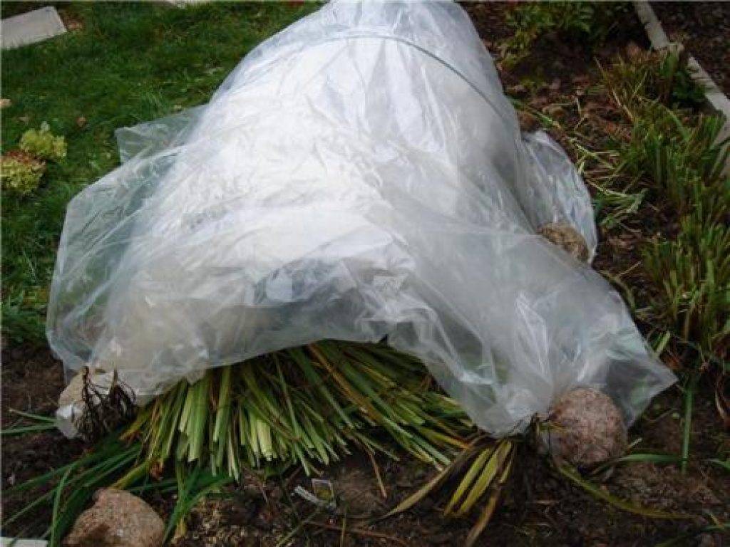 Как подготовить к зиме гортензию растущую в открытом грунте: советы (фото)
