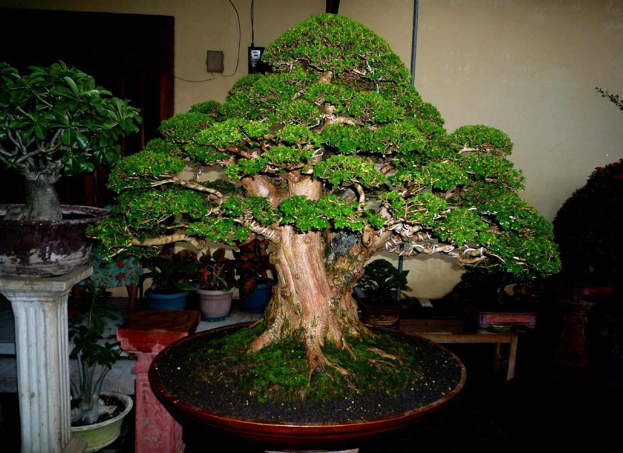 Деревья бонсай: как вырастить бонсай дома, уход за японскими деревьями