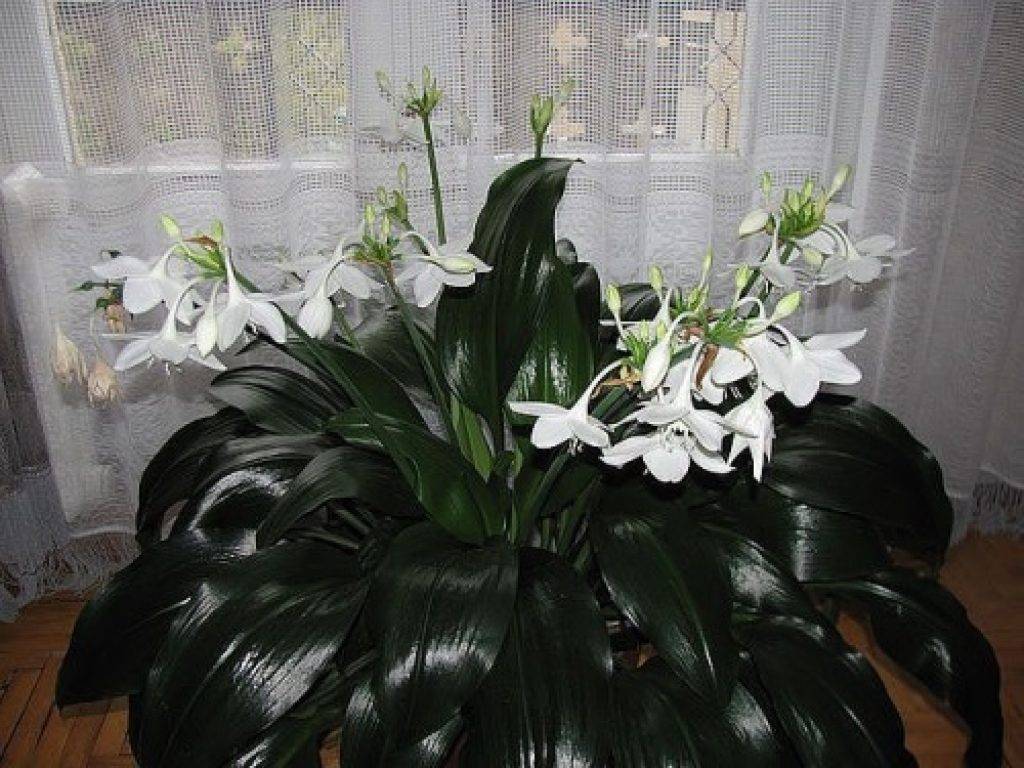 Лилия - цветок: фото и название, как ухаживать за лилиями, в домашних условиях, в горшке