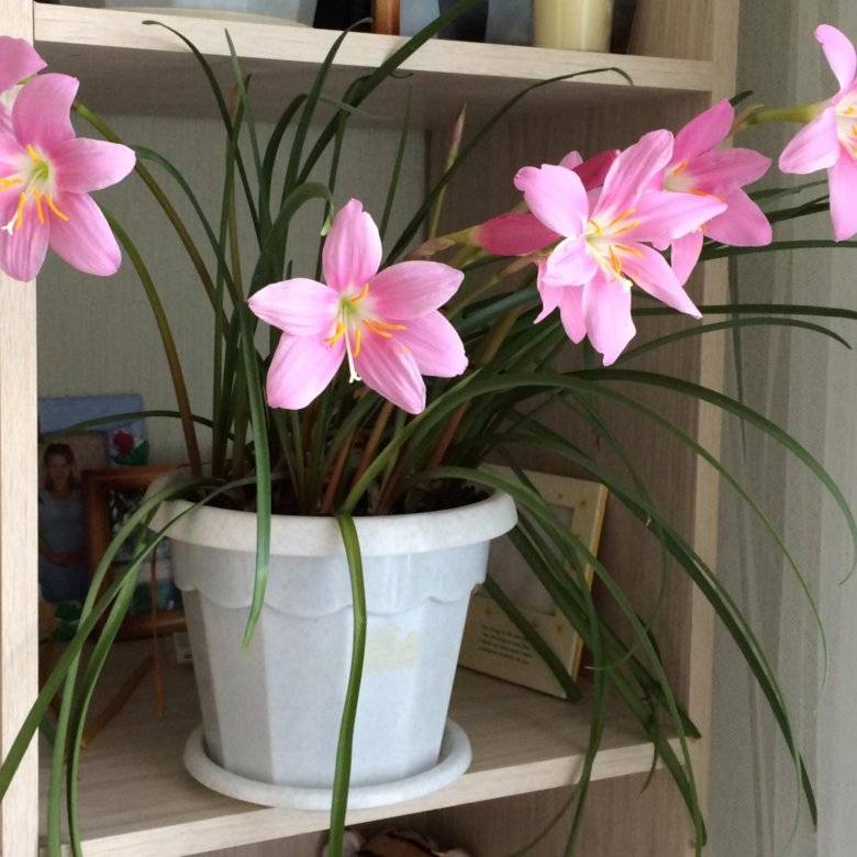 Зефирантес: уход в домашних условиях, правила выращивания цветка