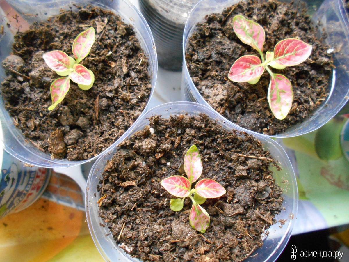 Гипоэстес — выращивание из семян в домашних условиях