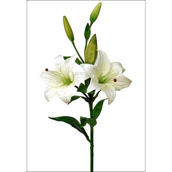 Мини-лилия: какая называется цветок мелкий, белый, на толстом стебле