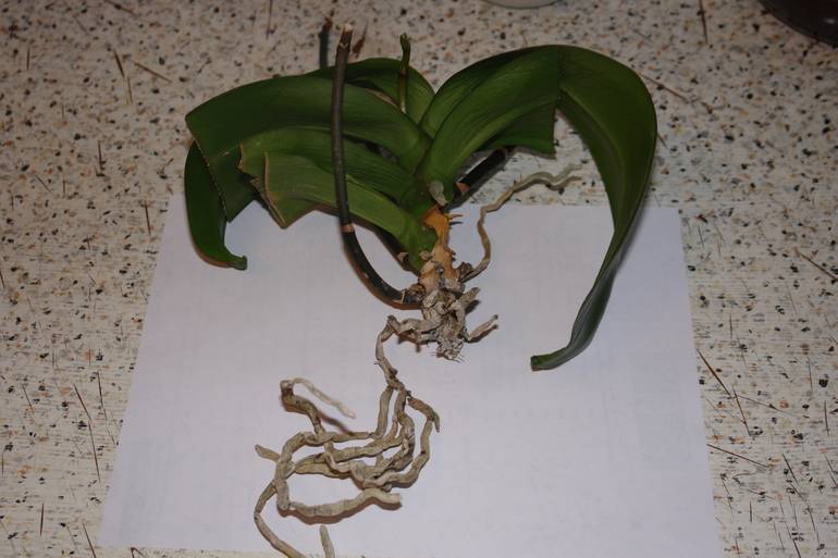 Почему появляются воздушные корни у орхидеи: что делать, можно ли обрезать