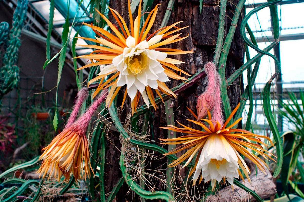 Целеницереус кактус царица ночи на фото изображен этот экзотический кактус