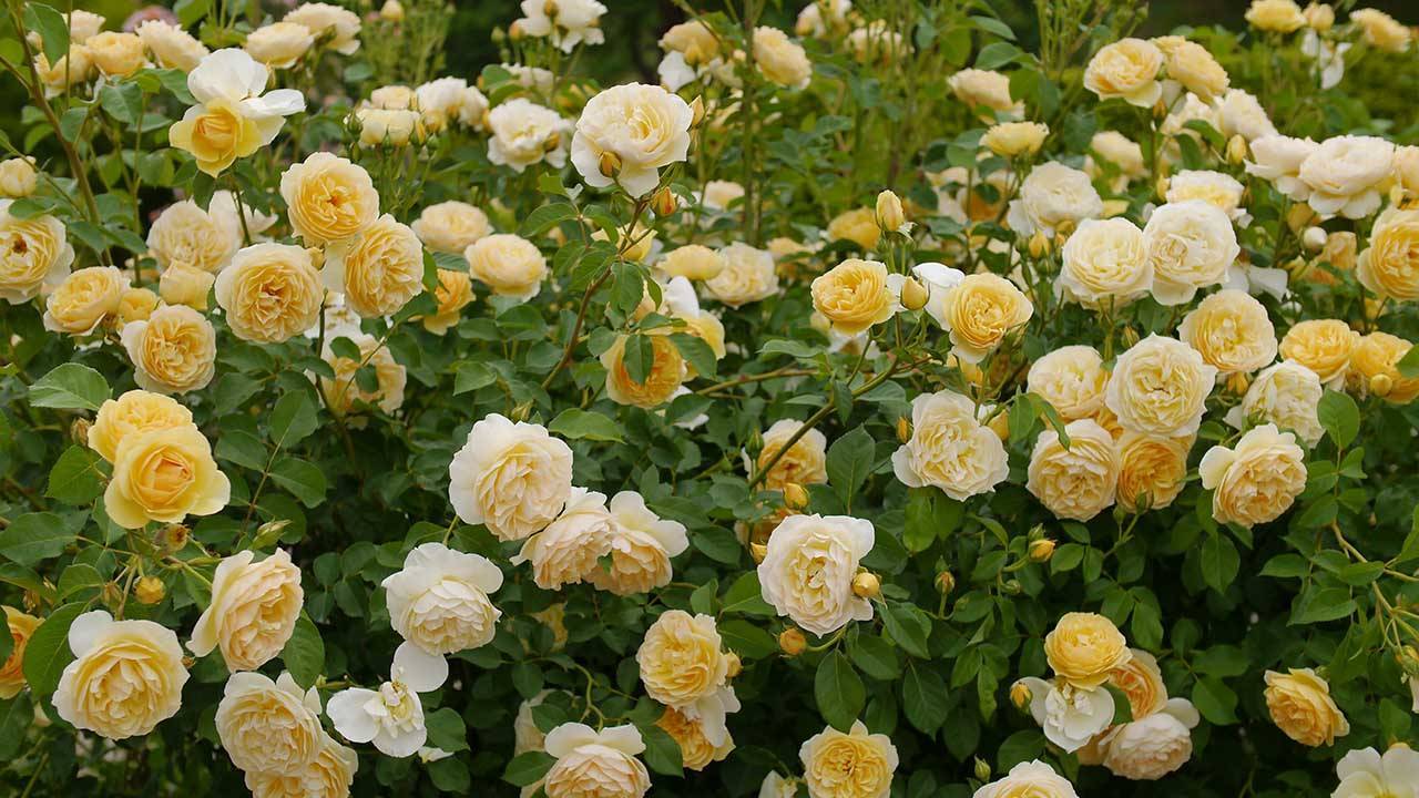 Главные особенности розы graham thomas. особенности выращивания роз "г...