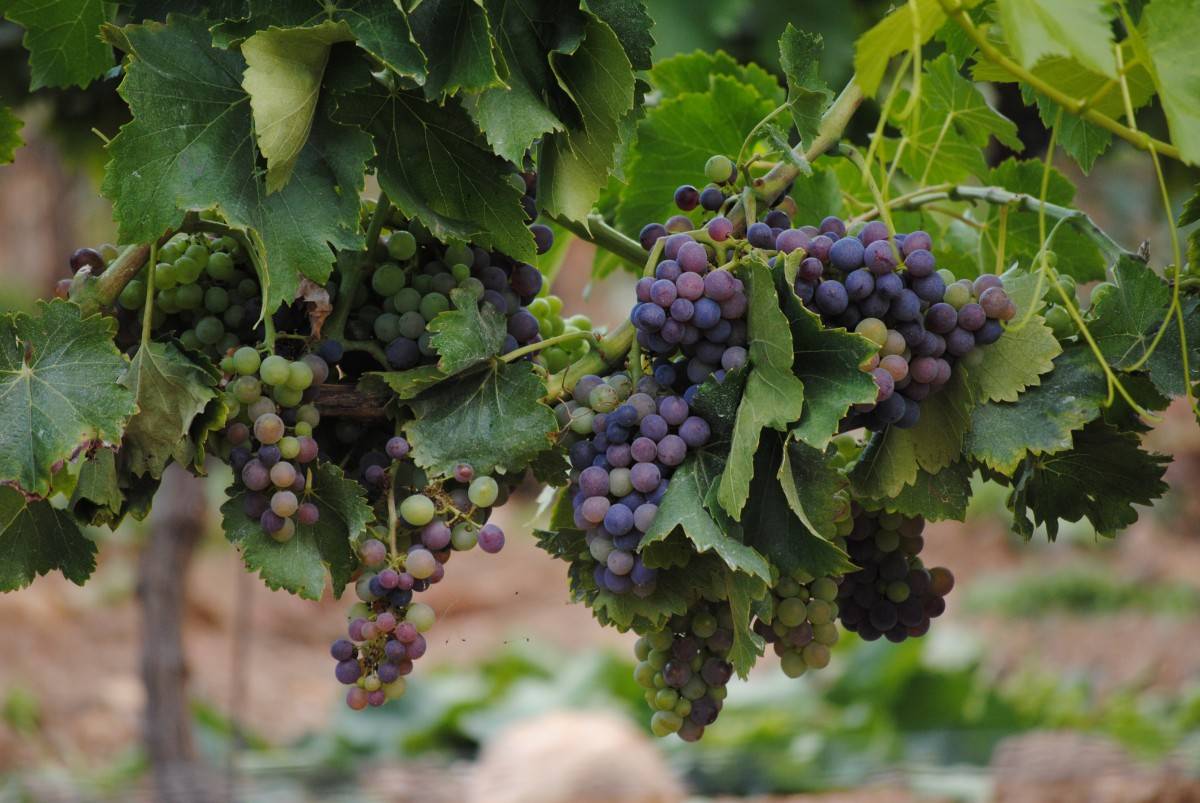 Виноградник Франция лоза
