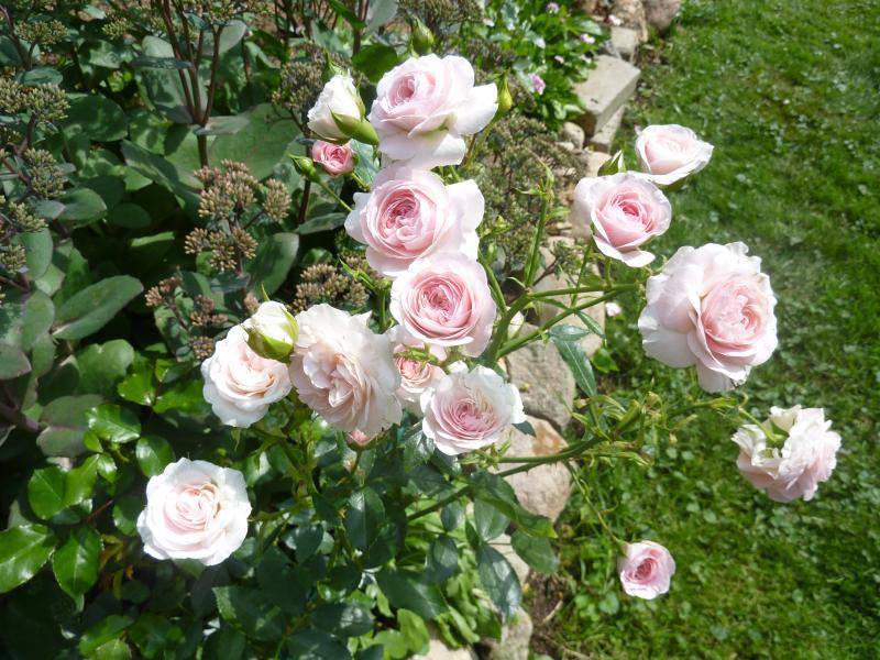 Почвопокровные розы в ландшафтном дизайне: посадка, уход, лучшие сорта