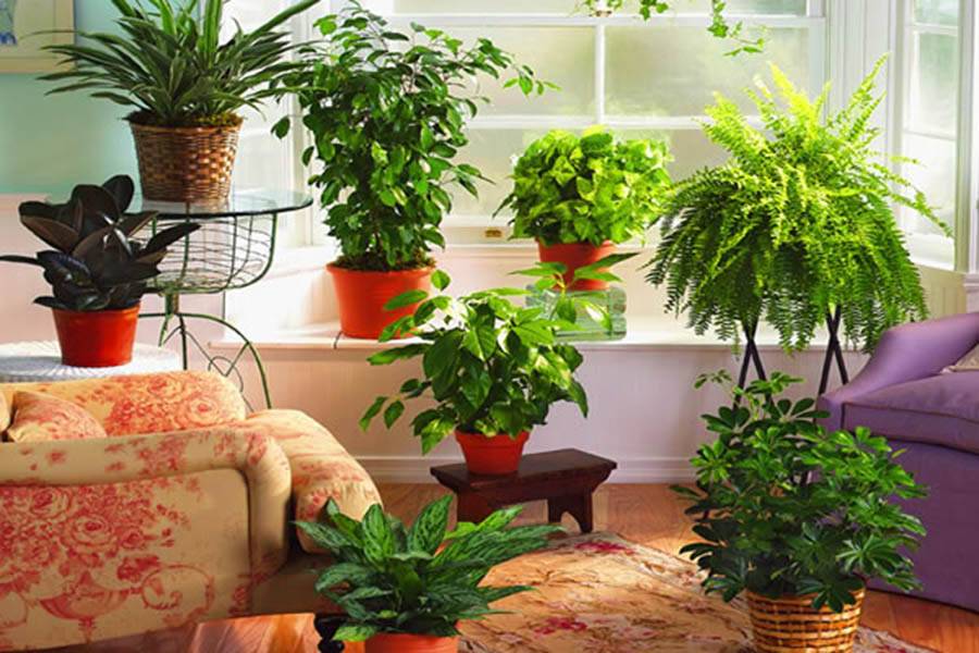 Неприхотливые комнатные растения- цветущие и декоративно-лиственные