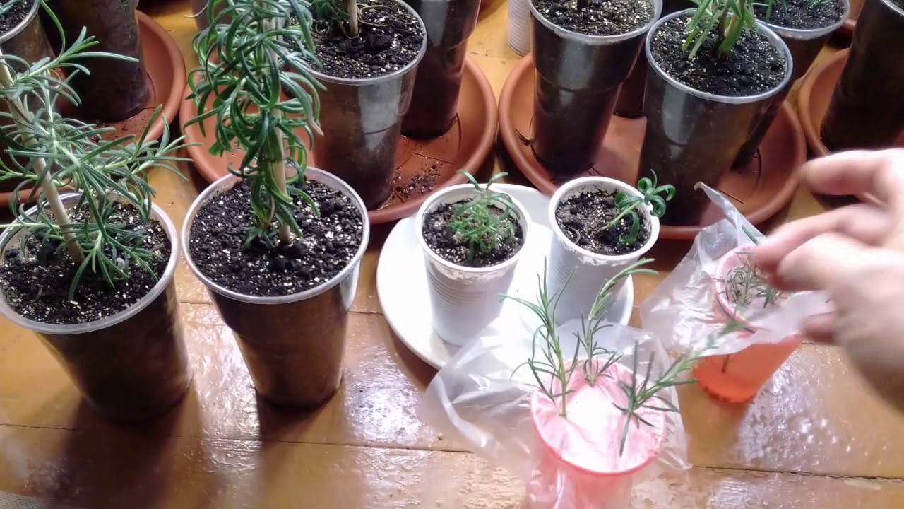 Выращивание розмарина дома - подробная инструкция