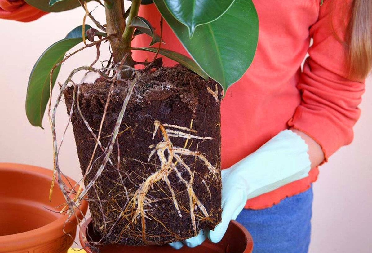 Идеальное растение для выращивания в домашних условиях — фикус