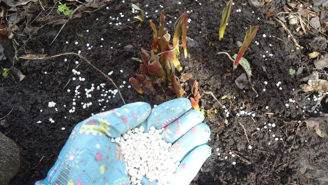 Когда и как сажать хризантемы в открытый грунт весной