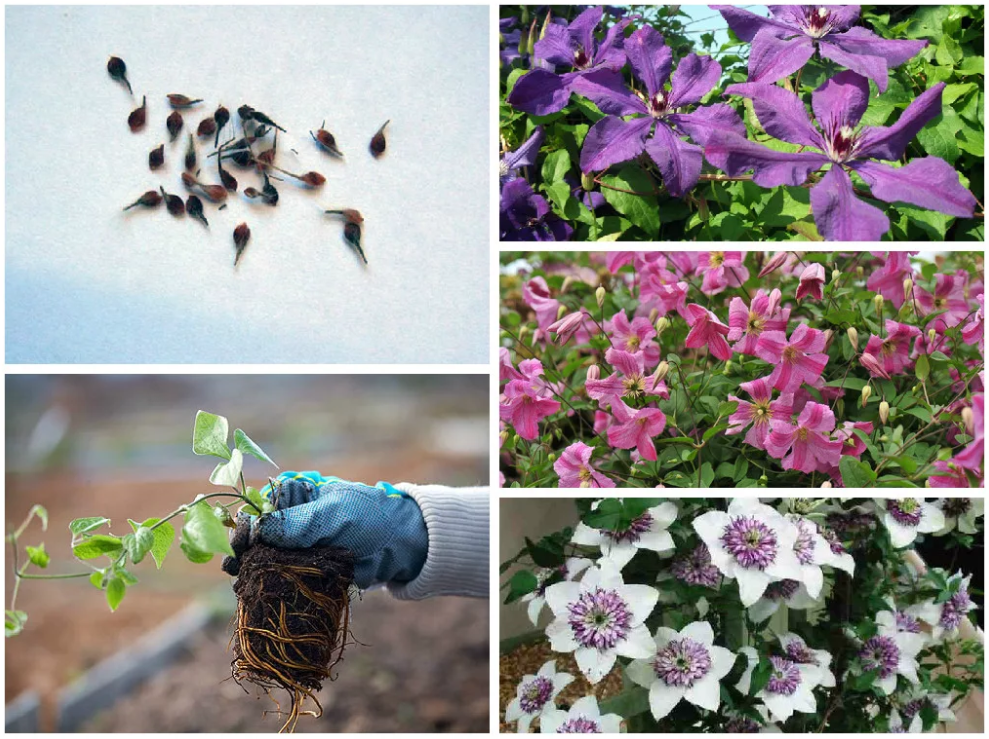 Подкормка клематисов весной и летом на даче для цветения