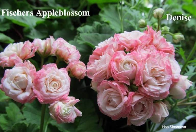 Westdale appleblossom пеларгония фото