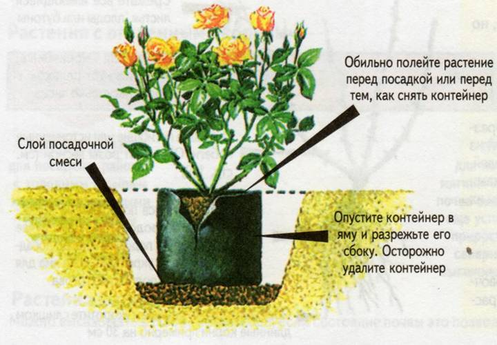 Азиатский цветок кротон: особенности размножения