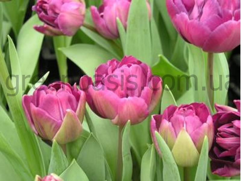 Тюльпаны - роскошные фото прекрасных и нежных цветков для сада
