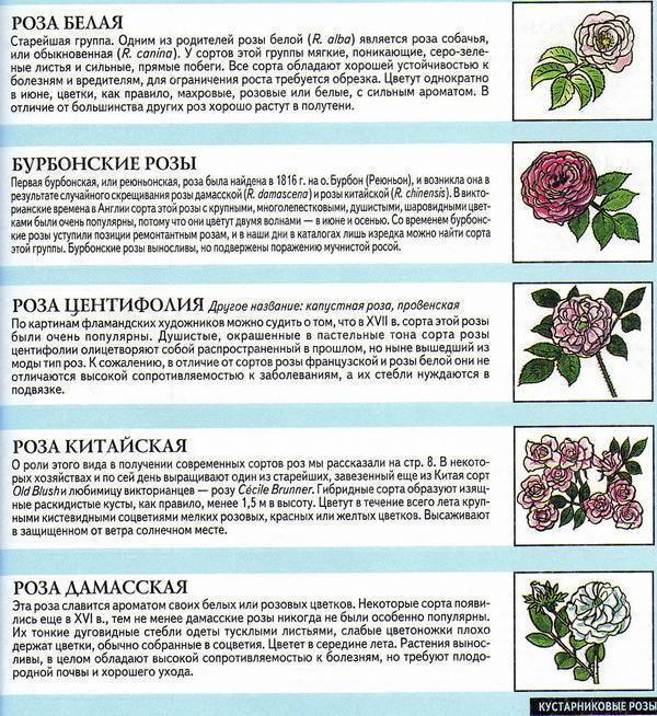Роза плетистая флорентина rose climber florentina