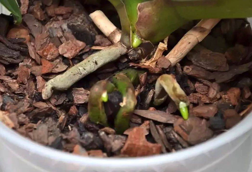 Как правильно выращивать детку орхидеи под тепличкой - сад и огород