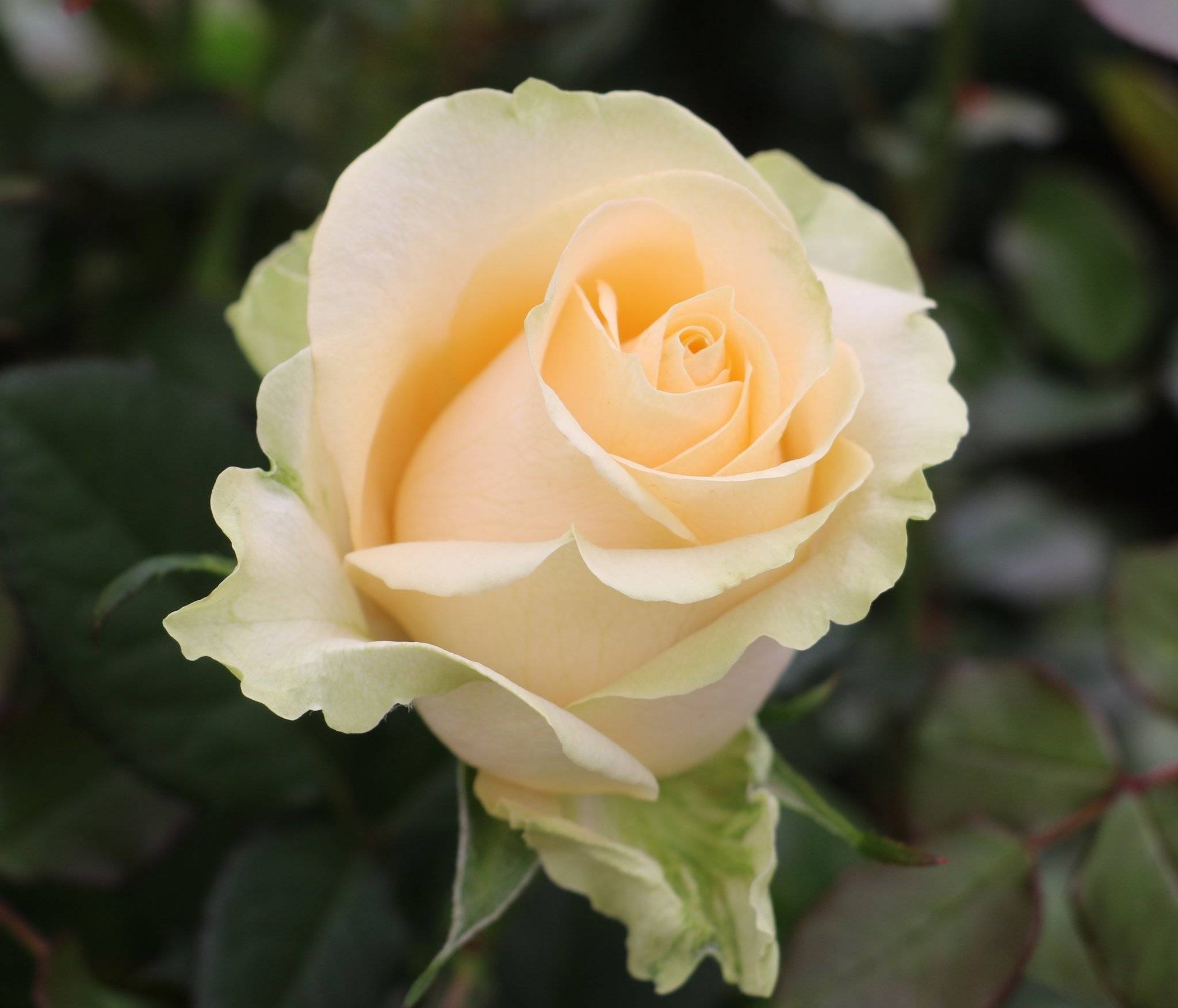 Описание и характеристики чайно-гибридной розы аваланж: виды этого сорта