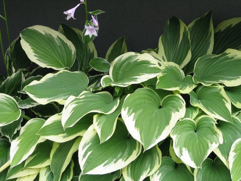 8 самых тенелюбивых комнатных растений