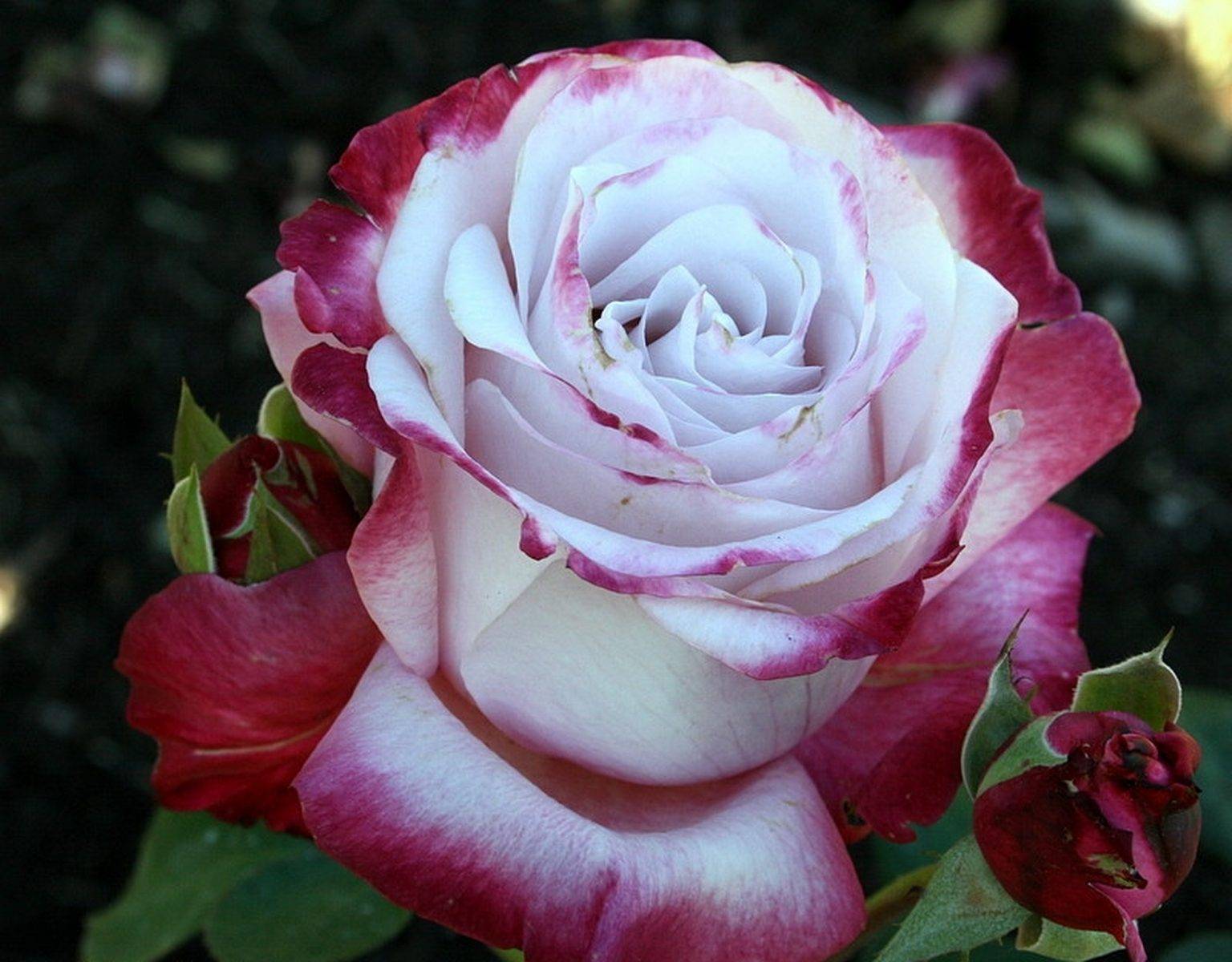 Чайно-гибридная роза сорта mondiale (мондиаль): фото и описание, отзывы