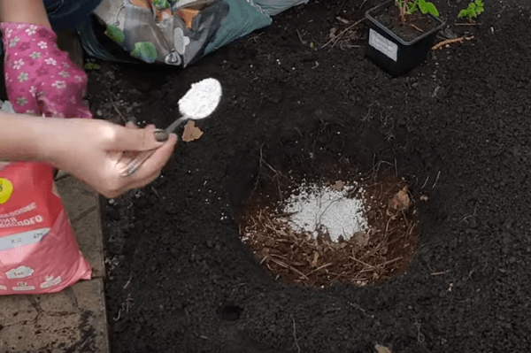 Посадка гортензии весной в открытый грунт