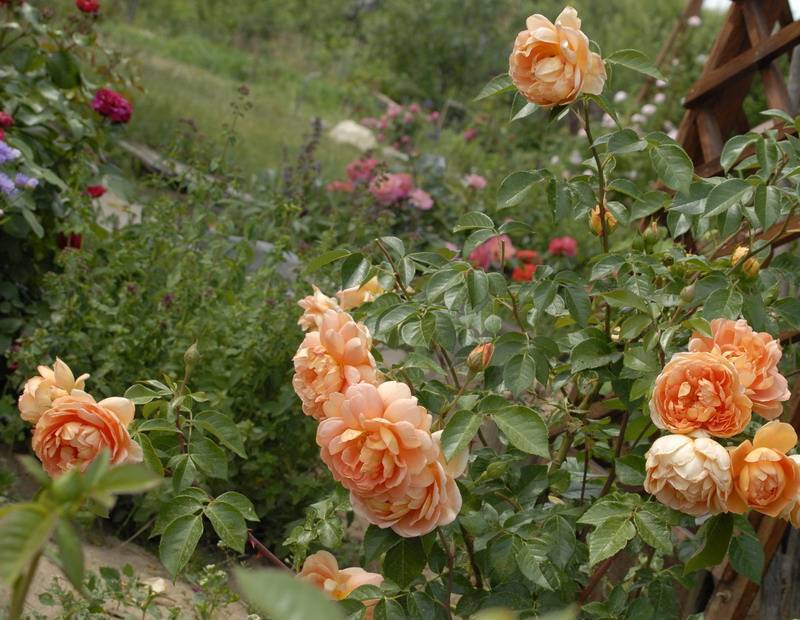 Розы шрабы: описание, сорта, уход и выращивание