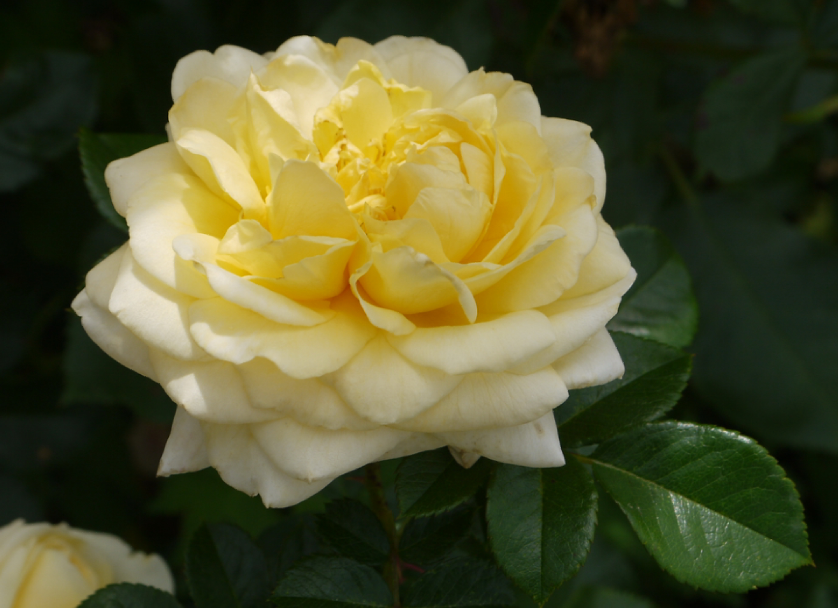 Роза "надя" (описание сорта, отзывы, уход, фото)
