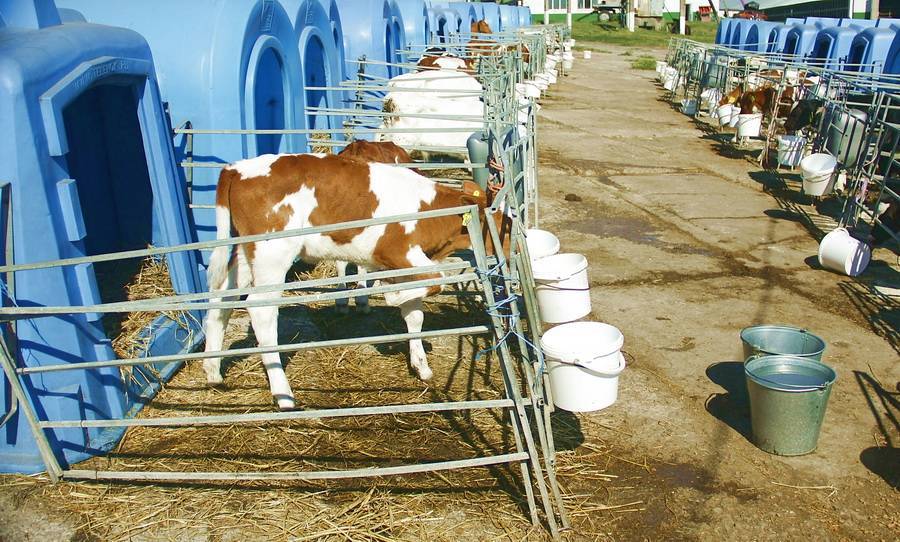 Как составить кормовую базу для коров
