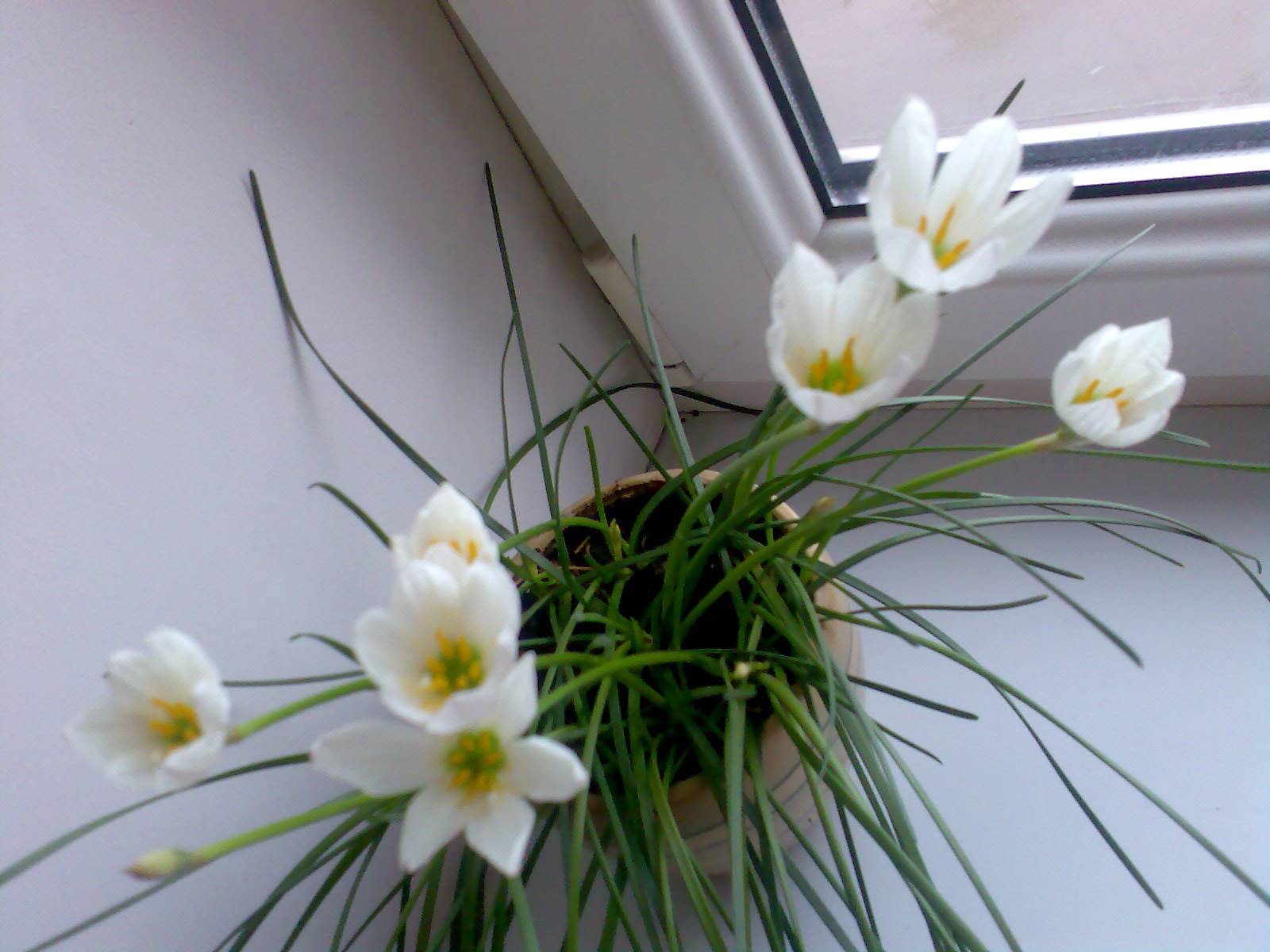 "зефирантес" (выскочка) - неприхотливый цветок: фото растения, уход в домашних условиях selo.guru — интернет портал о сельском хозяйстве
