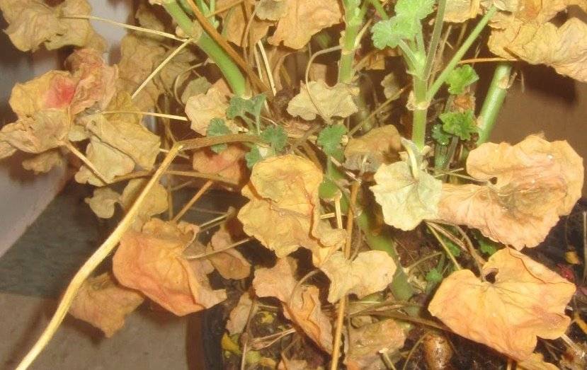 Желтеют листья у пеларгонии: почему это происходит, и что делать, чтобы устранить проблему?