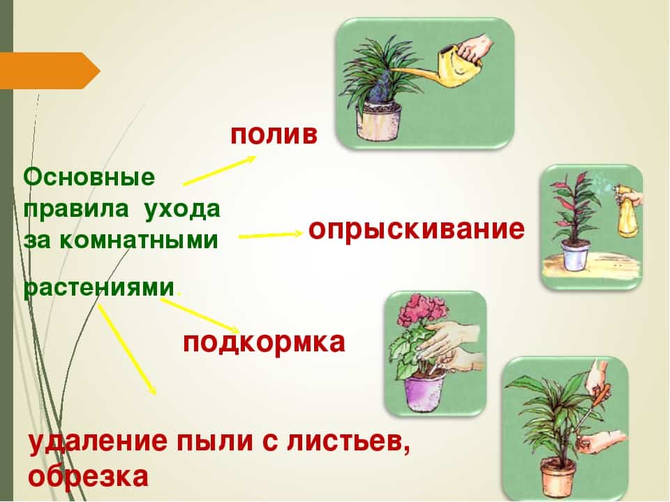 Правила полива декоративных растений