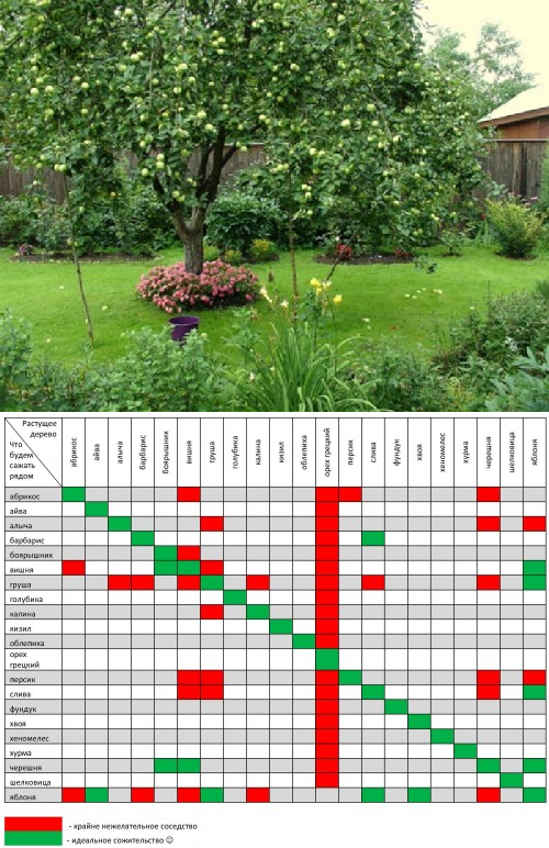 Совместимость плодовых деревьев в саду - таблица