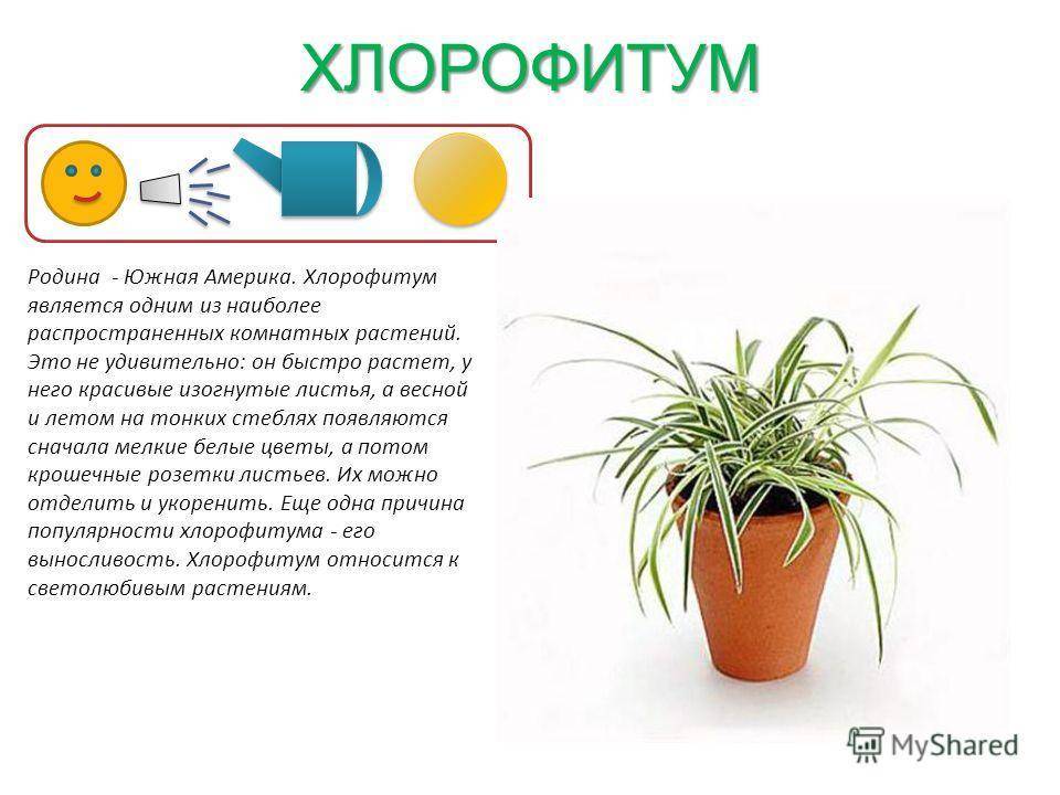 Сансевиерия — исключительно выносливое растение для украшения интерьера. уход в домашних условиях. фото — ботаничка.ru