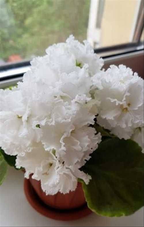 О фиалках свадебный букет морев, выращивание цветка букет невесты