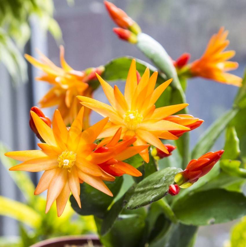 Выращивание и размножение цветка рипсалидопсис, особенности ухода за растением в домашних условиях