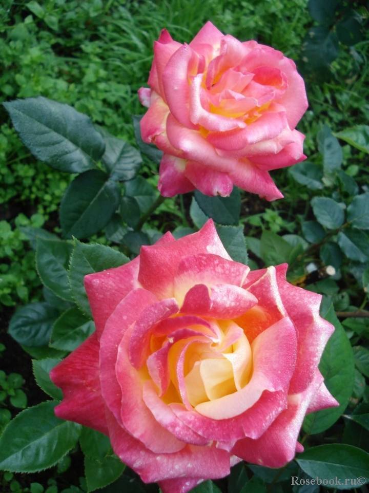О розе pullman orient express: описание и характеристики сорта чайно-гибридной розы