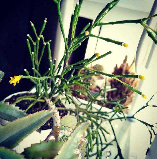 Уход за комнатным цветком хатиорой: обрезка, полив, формирование кроны, чтобы сделать куст пышным, описание и фото, и как ухаживать за саликорниевидным кактусом
