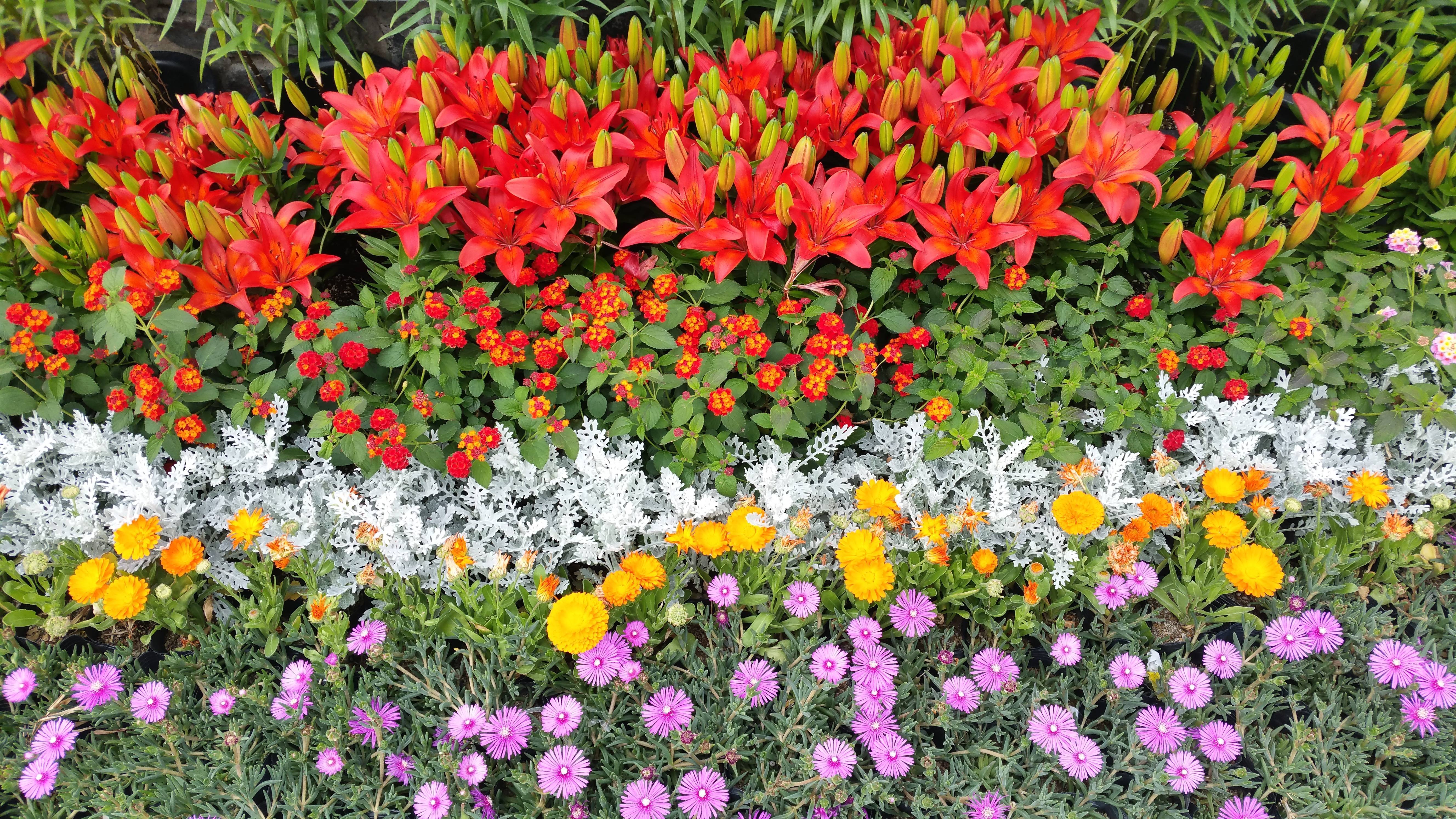 Как посадить лилии чтобы на участке они смотрелись красиво с лилейниками, розами, гладиолусами, флоксами, ирисами, пионами, хостами, георгинами: фото и схемы оформления садового участка