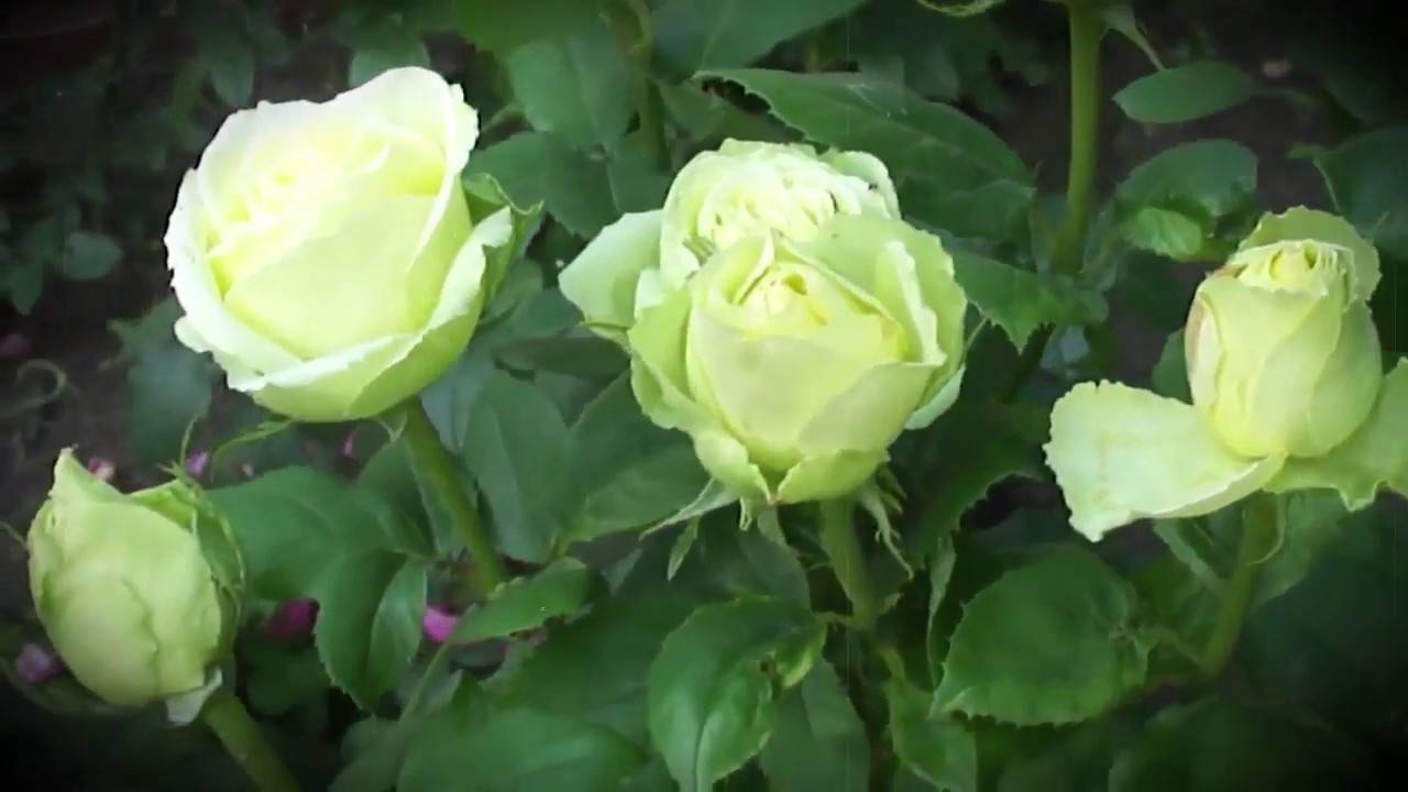 Чайно-гибридные розы: выращивание и уход в саду, посадка и размножение, сорта + фото