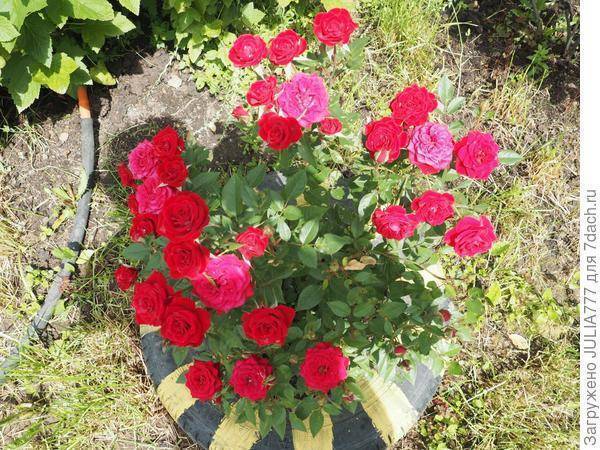 Комнатная роза кардана микс — секреты правильного ухода