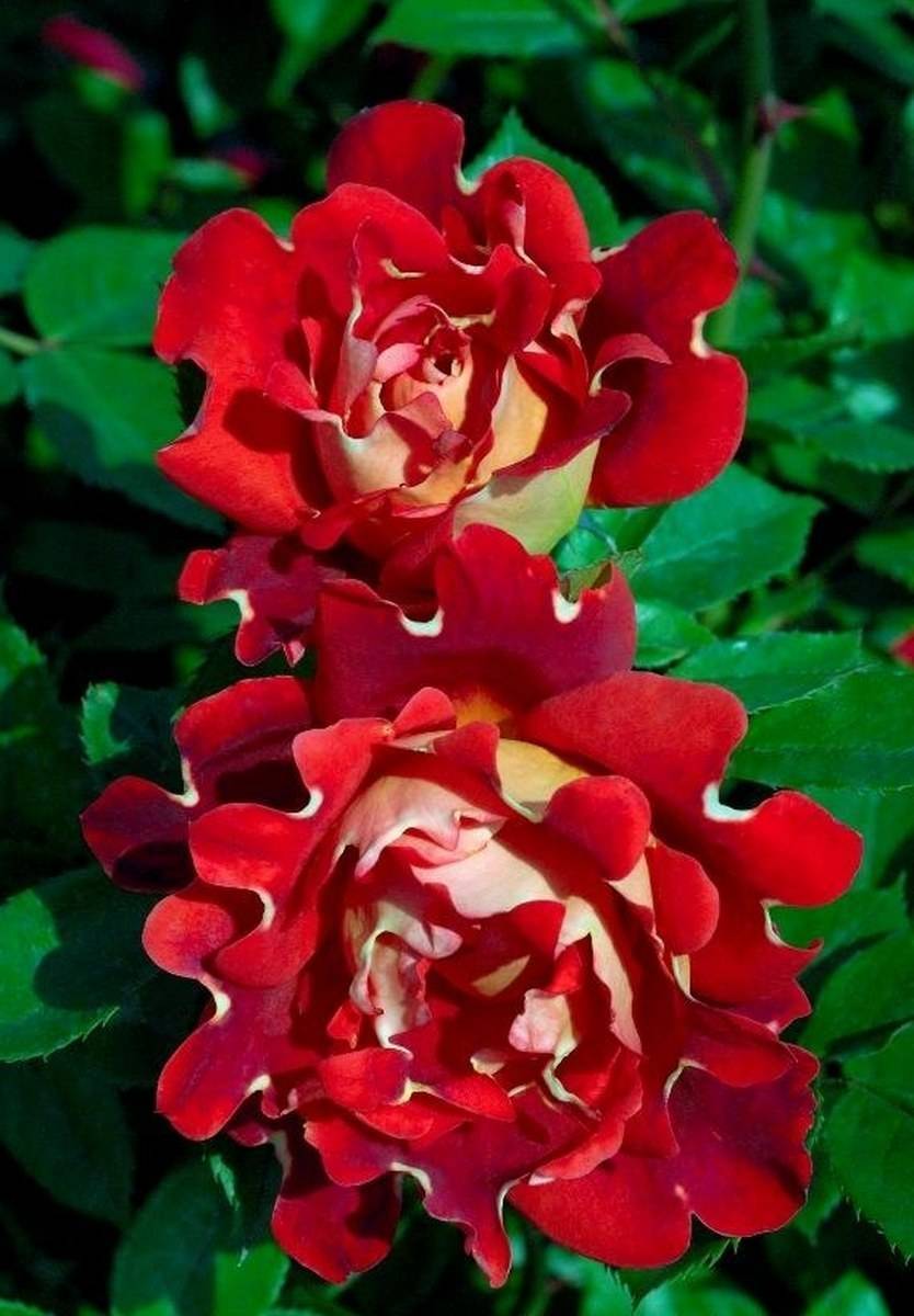Кружевные розы. розы раффлс посадка и уход