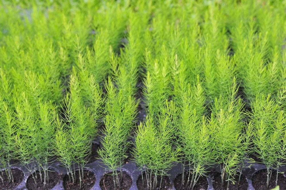 Спаржа из семян: самый эффективный способ выращивания | садоводство24