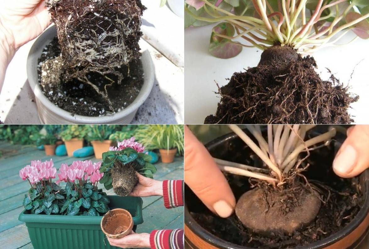 Вопрос к знатокам: можно ли вырастить цикламен в саду?