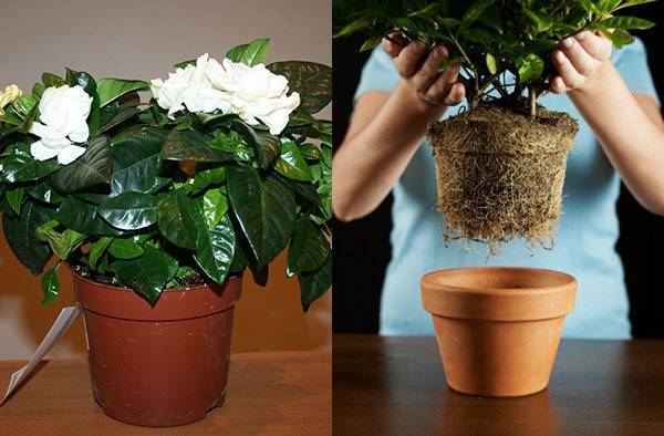 Комнатный жасмин: уход и выращивание в домашних условиях | клуб цветоводов