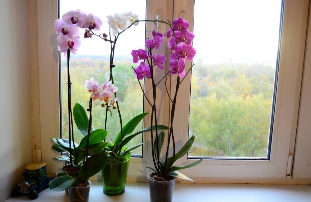 Можно ли держать орхидею дома или нет? влияние на человека, расположение и поверья