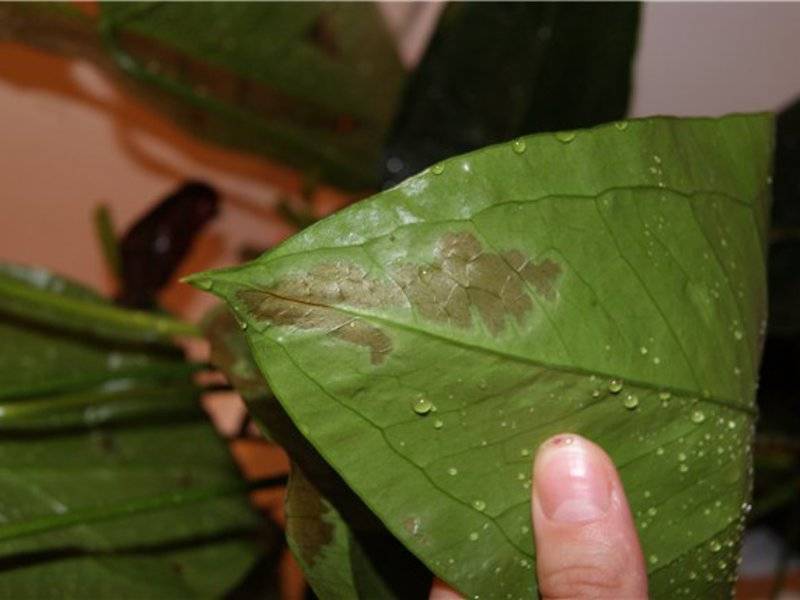 Почему у комнатных растений становятся липкие листья – дачные дела