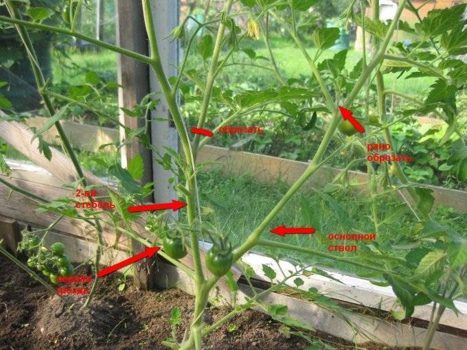 Формирование томатов – в теплице, открытом грунте, как правильно, в 1, 2, 3, 4 стебля, схема, видео