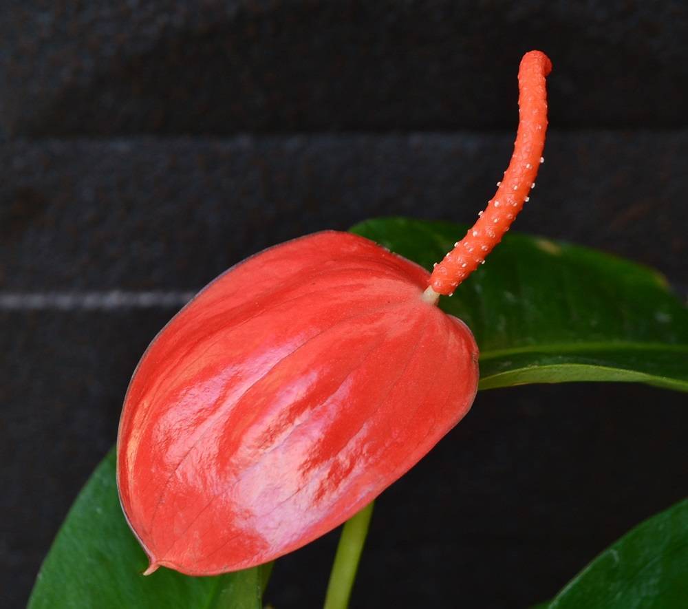 Мужской цветок антуриум: как заставить его цвести и принести в дом счастье