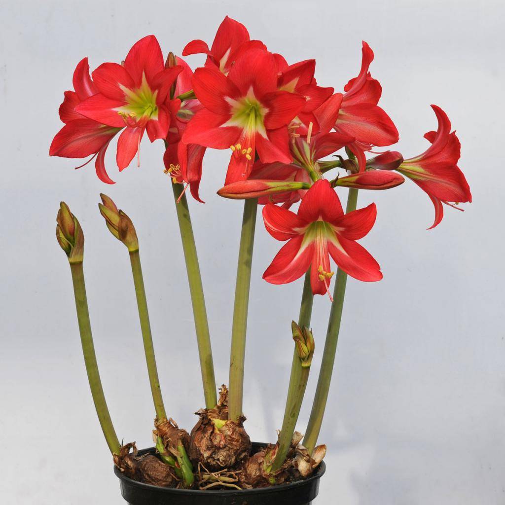 Амариллис — цветок луковичный и его разновидности
