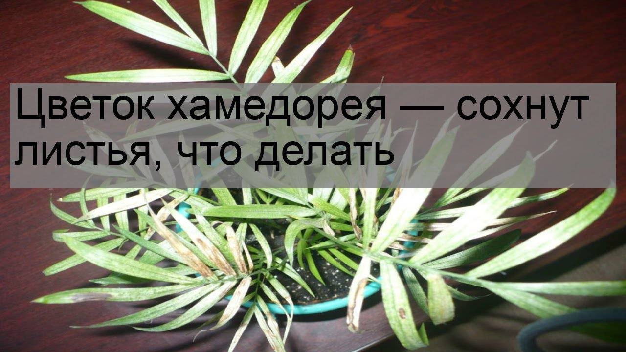 Хамедорея или бамбуковая пальма
